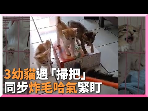 3隻貓咪看到掃把「狂炸毛」 同步哈氣緊盯｜寵物｜動物｜幼貓｜浪浪｜愛媽｜救援