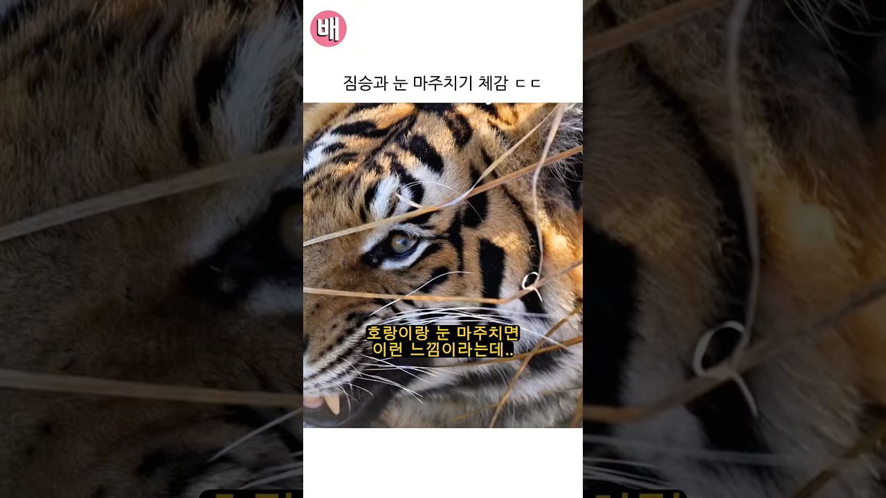 짐승과 눈 마주치기 체감 ㄷㄷ
