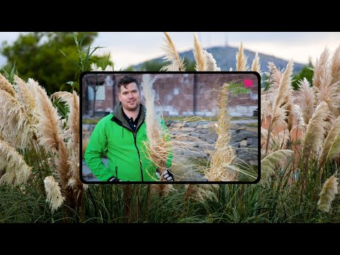 Video: Pestovanie pampovej trávy: Ako sa starať o pampovú trávu