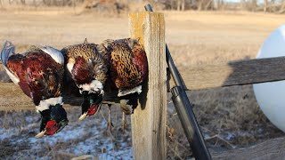 SouthDakota pheasant hunt (81 birds)