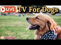 🔴24/7 Dog TV🎵🐶Calming Music for Dogs🐶💖Separation Anxiety Relief💖🦮Soothing Dog Music for Sleep🔴17