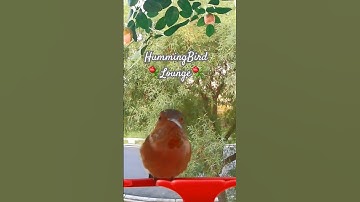 Hummingbird Chirping & Chirp ~ Bird Sounds ~ Allen