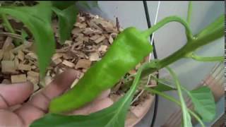 ⟹ Cubanelle Sweet Pepper, Capsicum annuum var. annuum #pepper