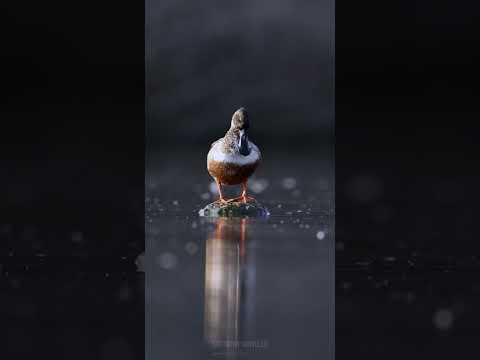 ابو مجرفه الشمالي Northern Shoveler