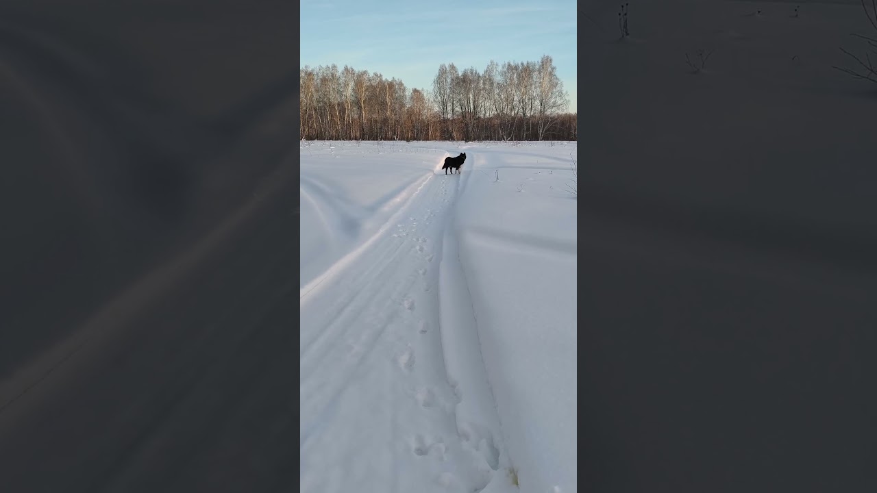 Канадский волк - гибрид. 4 февраля 2026