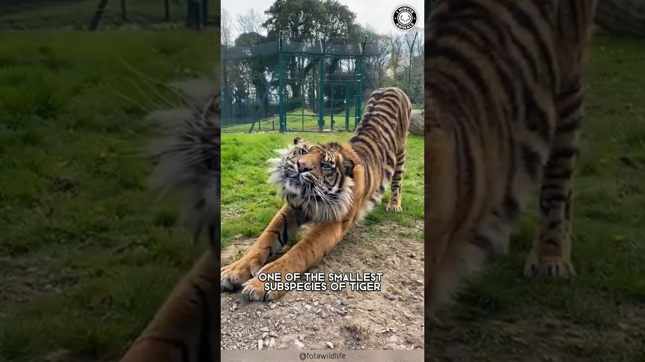 Суматранский тигр 🐅 Самый маленький и находящийся под угрозой исчезновения тигр!