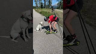 Roller ski adventures are more fun with a friend. ❤️