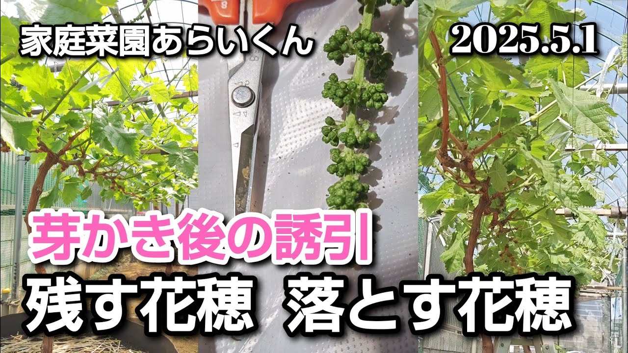【シャインマスカット、巨峰】第１７８回、新梢を捻枝と誘引【家庭菜園】