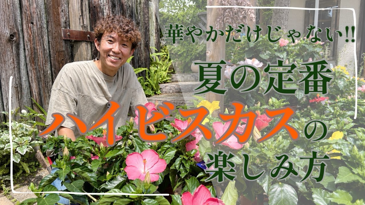花です More Than Just Flashy! How to Enjoy Summer Staple Hibiscus - YouTube