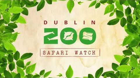 Dublin Zoo Safari Watch: Humboldt penguin, southern white rhinoceros, giraffe, hippopotamus and more