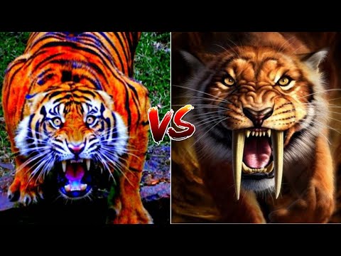 Sabre tooth tiger vs Siberian tiger ll sabre tooth tiger and Siberian