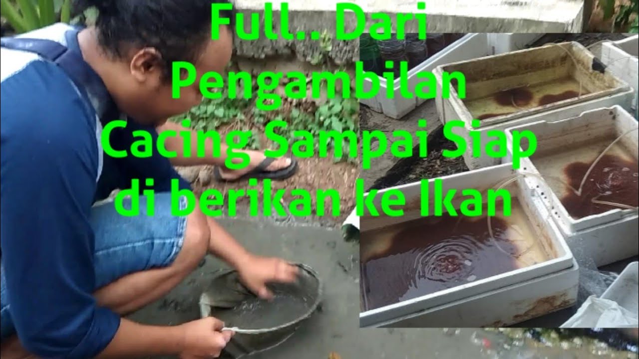 Cara Mengambil Dan Membersihkan Cacing Sutra Dari Selokan Berlumpur