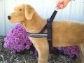 ComfortFlex Sport Harness for dogs a www.HelpingUdders.com