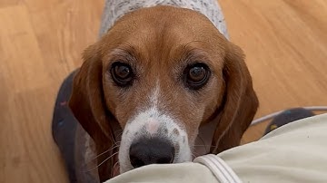 I adopted a lab test dog. Here