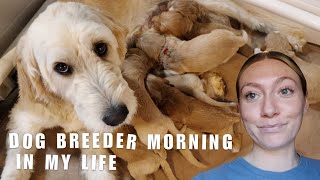 MORNING IN MY LIFE AS A GOLDENDOODLE BREEDER by Bailey Williams | Rose and Reid Doodles 10,553 views 4 months ago 10 minutes, 55 seconds