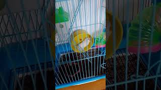 hora da corrida #fitness #motivation #hamster #roedores #roedor #olavo