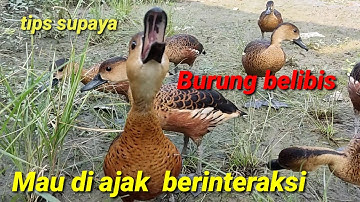 Tips supaya burung belibis mau bonding dan berinteraksi dengan kita  @bayhaqipetualang6664