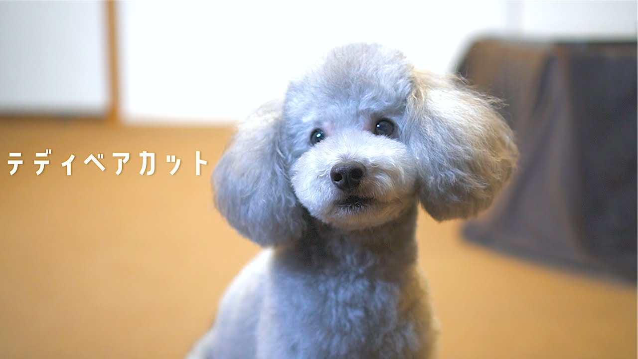 トリミングでテディベアカットになった犬が可愛スギィィィ 語彙力 トイプードルのトリミング Youtube トリミングでテディベアカットになった犬が可愛スギィィィ 語彙力 トイプードルのトリミング Youtube