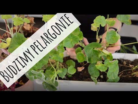 Video: Pelargonie