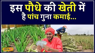 Farming Tips: इस तरह से करें Aloe Vera की खेती, होगा मोटा मुनाफा! | #local18