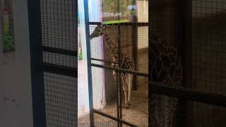 Having a giraffe #giraffe #giraffes #safari #safaripark #scotland #animals #animal #animalshorts