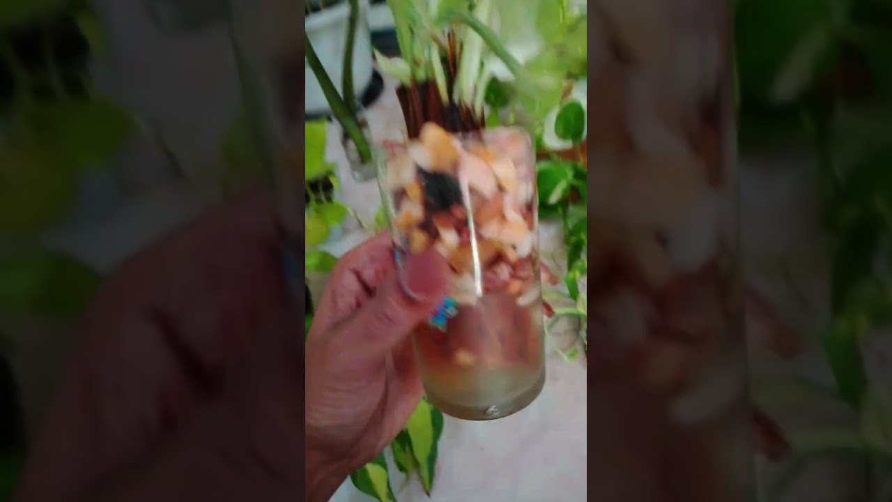 මගේ ඉන්ඩෝ ප්ලාන්ට් ටික... ප්ලාන්ට් ඕනේ අය එකතු වෙන්න....