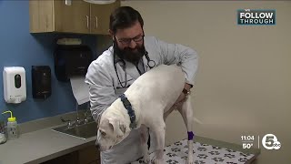 Veterinarians in Northeast Ohio seeing more dogs with respiratory illnesses