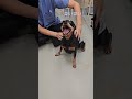 トリマーさんにマッサージしてもらってにっこにこのミニピンのムーちゃん【ミニチュアピンシャー犬のムーちゃん】#shorts