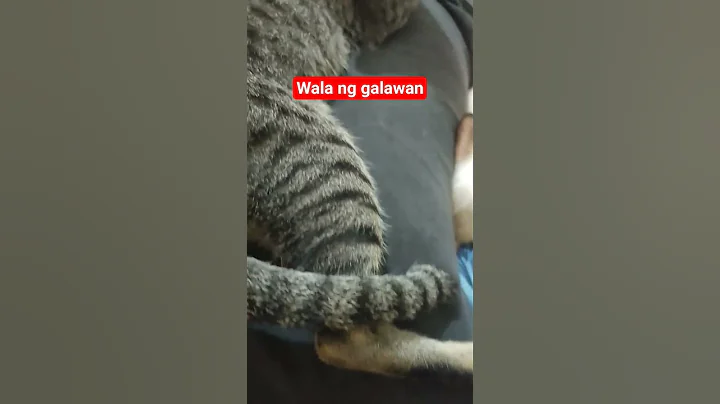 Video 11660551: siamese cat kitten