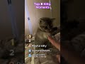 Top 5 Kitty Moments!