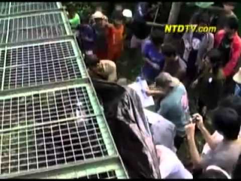 Javan leopard saved from animal trap