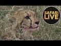 safariLIVE - Sunset Safari - May 30, 2018