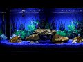 Virtual Aquarium - Real Live Fish