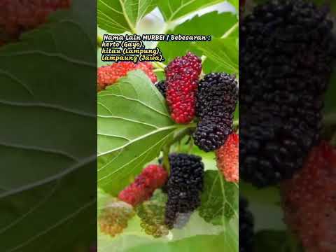 Video: Memilih Teh Daun Raspberi: Petua Menuai Daun Raspberi Merah