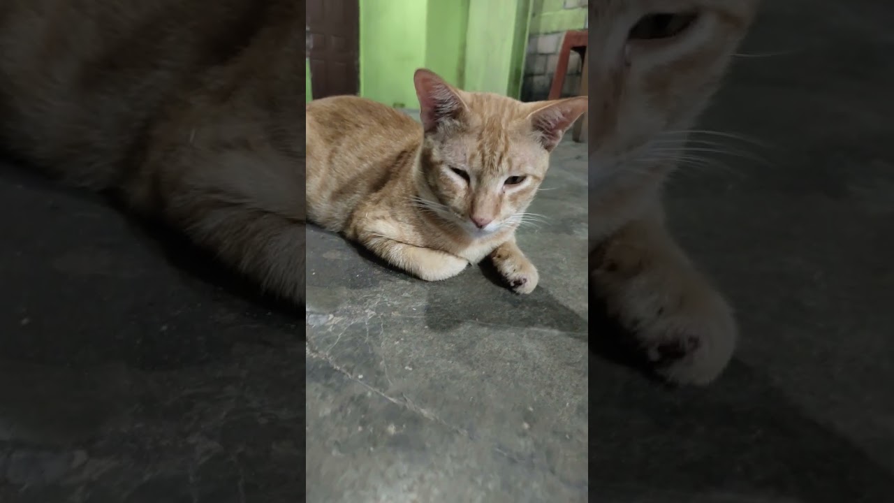 Kucing orange 🐈 YouTube