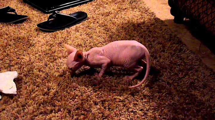 Video 1171221: sphynx munchkin, sphynx kittens playing