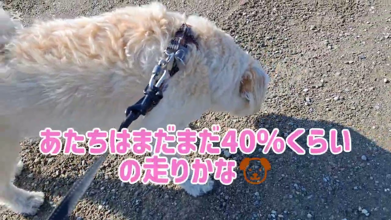 チョコより甘い娘達との時間#柴犬#柴プー#可愛い犬