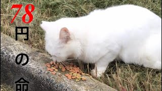 【動物愛護】78円の命