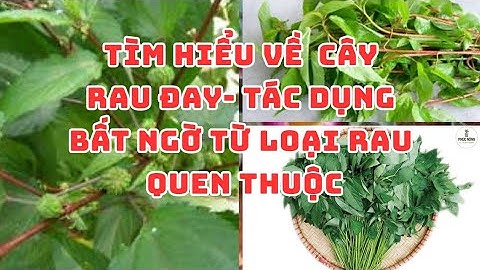 Tìm hiểu về cây Rau đay- tác dụng bất ngờ từ loại rau quen thuộc #bts #review #cây