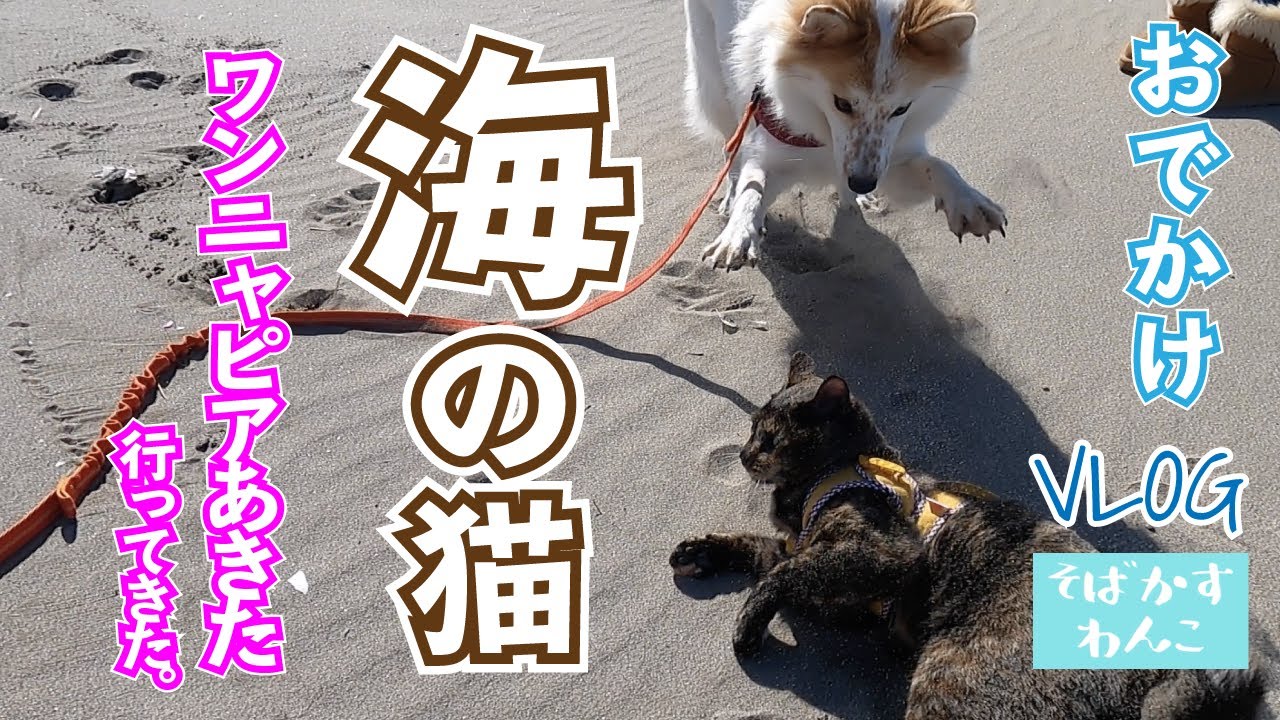 犬猫みんなで海さんぽ ワンニャピアあきたニャンダフルライフ写真展を見に行く 可愛いおでかけ犬猫動画 Youtube