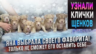 Яна в восторге от одного из щенков! Не продавать его и оставить себе? Владельцы дали клички щенкам!