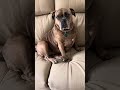 Bulldoggie Snuggles gets pay rise