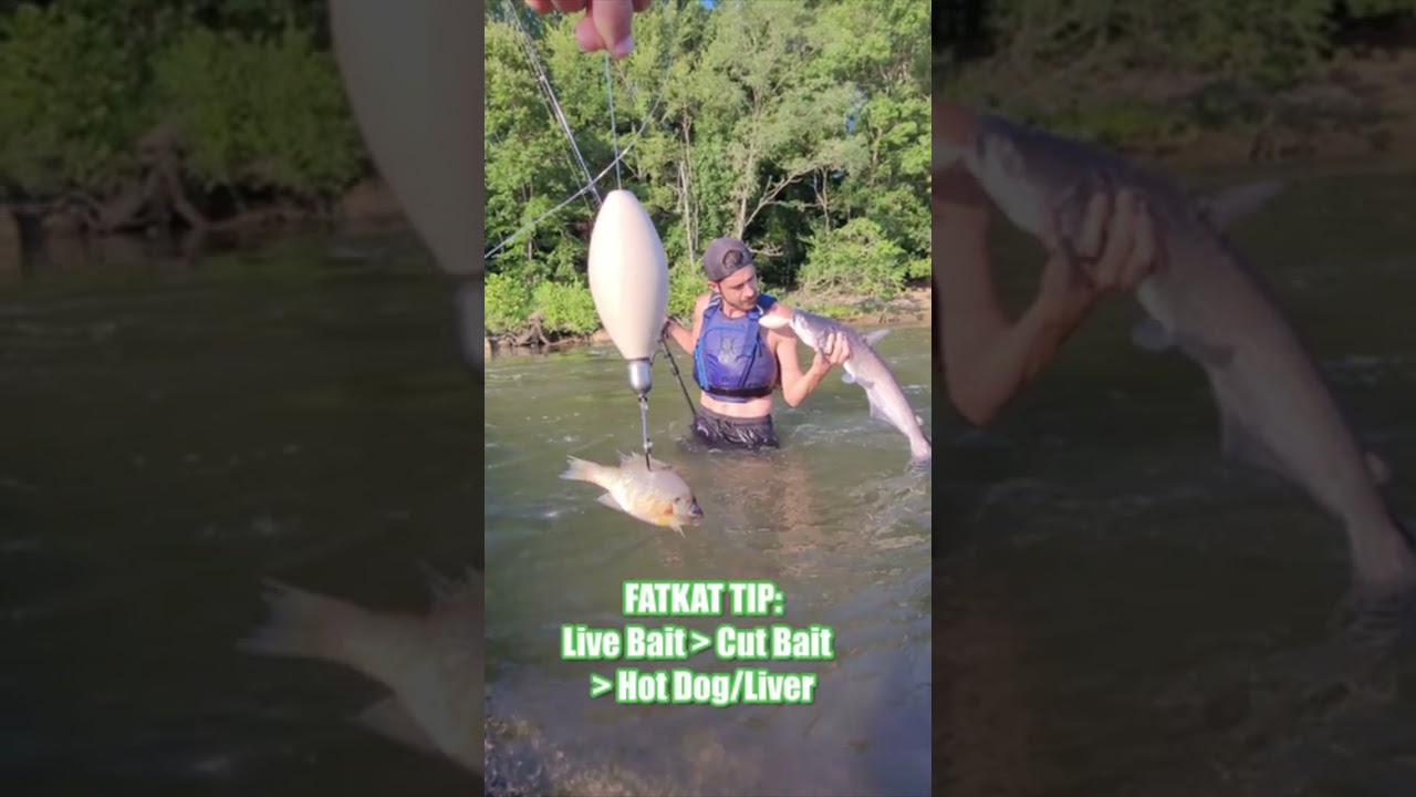 Live Bluegill Bait + FatKat Bobber Floating Rig = Fishing For & Catching More Catfish: FatKat Rig