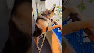 ham ladki ki biuty me nhi night duty me hai 🥰🤪🤣. #rockybhai #funny #viralvideo #reetapatel #youtub