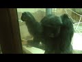 Knocking chimpanzee II Funny animals video II