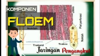Komponen Floem • BiozoneReborn