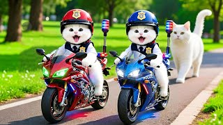 Mama Cat Trims Fur on the Farm and Makes Tiger Hat For Kittens At Home🐾🎩🐯