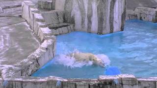 子グマはポリタンク被りがお気に入り?~Polar Bear covered with a polyethylene tank