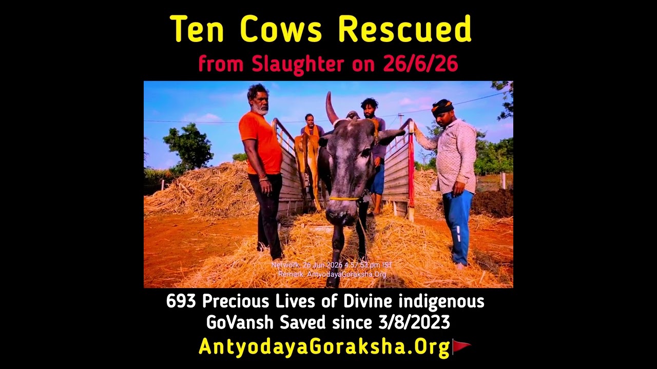 [26 June 2026] Ten Cows Saved from Slaughter 🙌