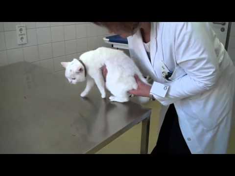 Die neurologische Untersuchung bei der Katze